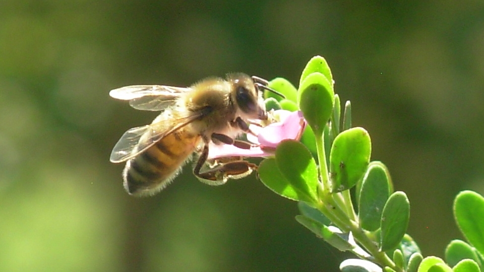 abeille qui butine