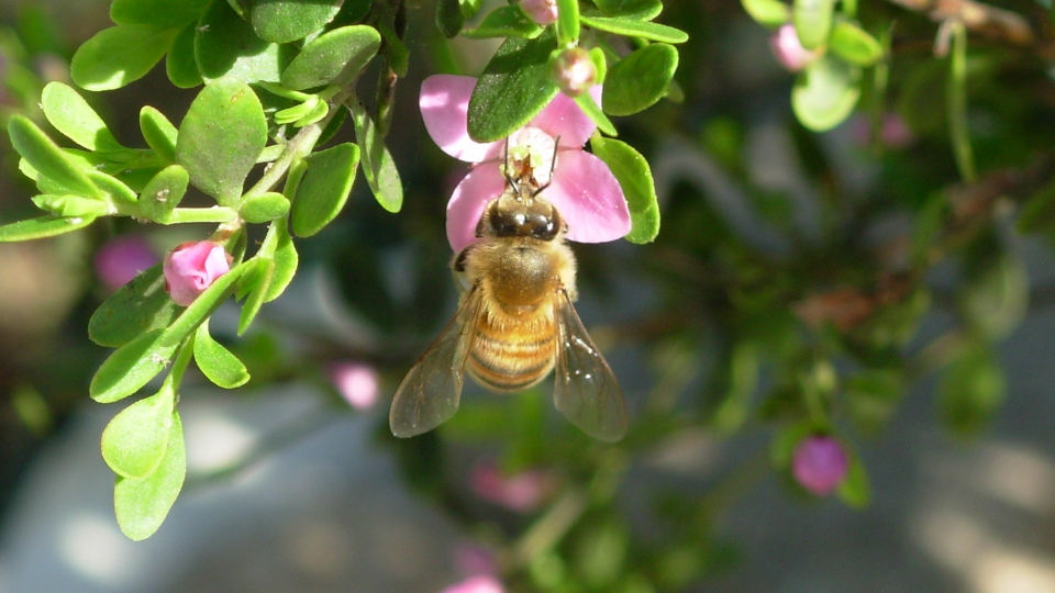 abeille butinage