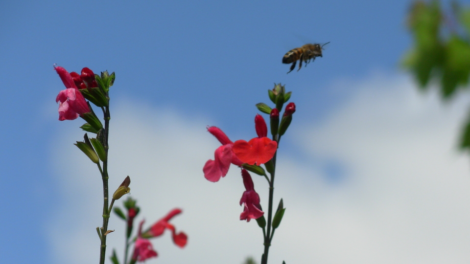 abeille qui s'envole